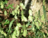 chasmanthium latifolium oats close.jpg